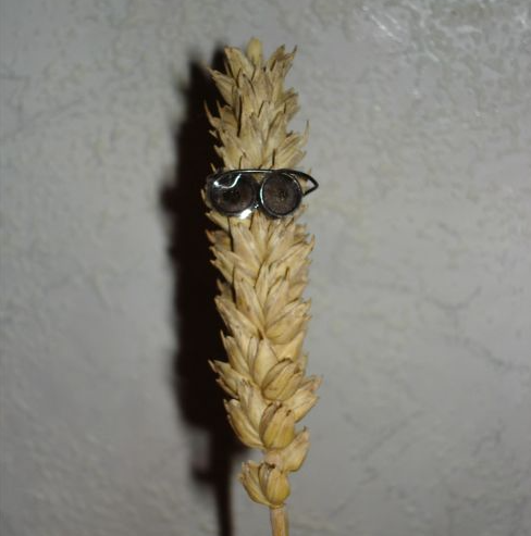 Wheat with Sunglasses