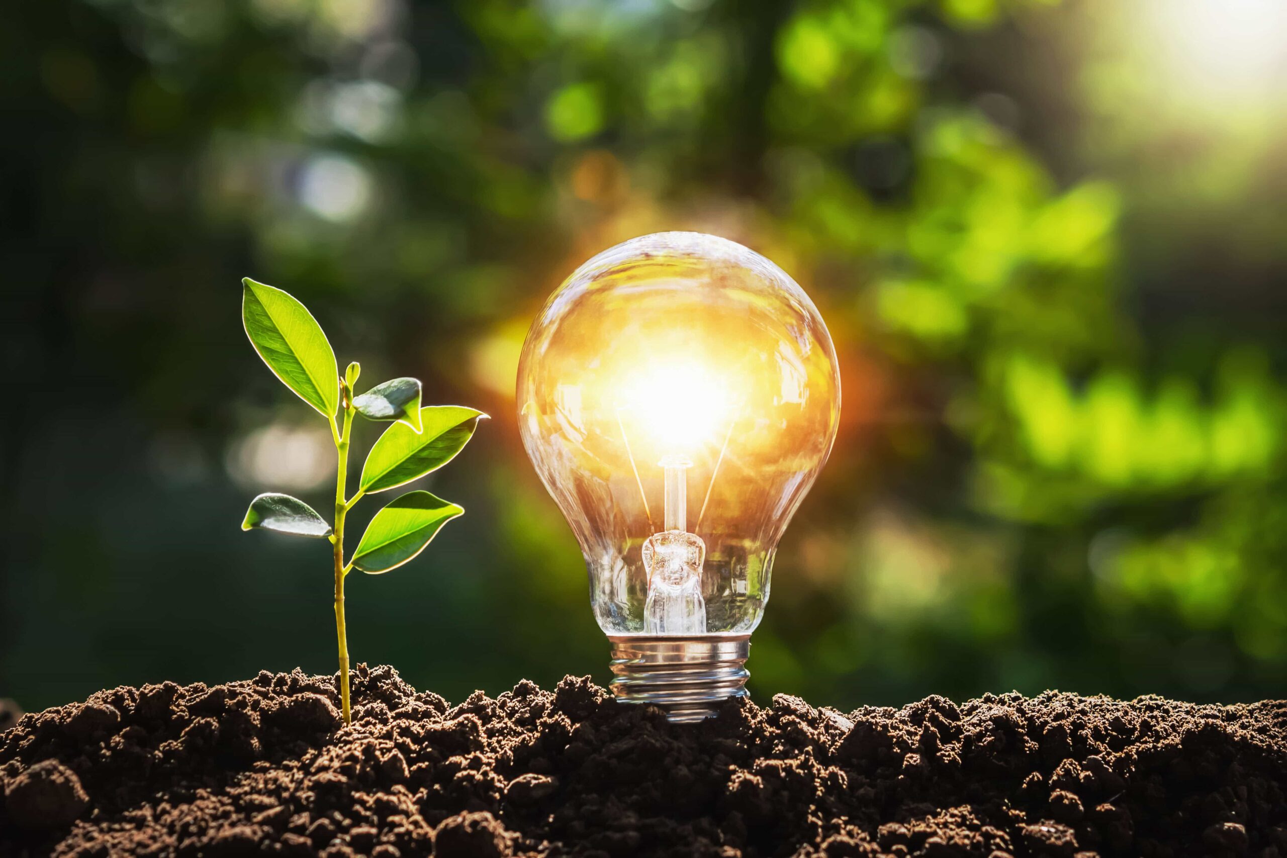 Lightbulb next to a seedling in a bright forest
