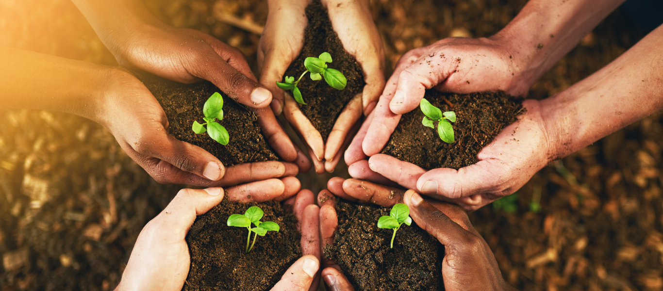 Hands holding seedlings